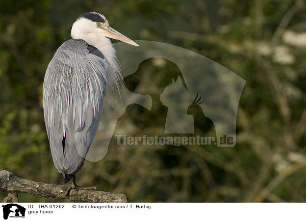 Graureiher / grey heron / THA-01262