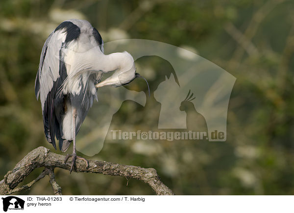 Graureiher / grey heron / THA-01263