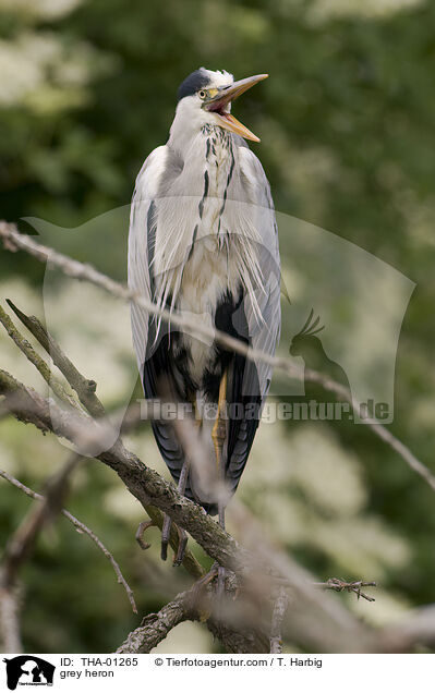 Graureiher / grey heron / THA-01265