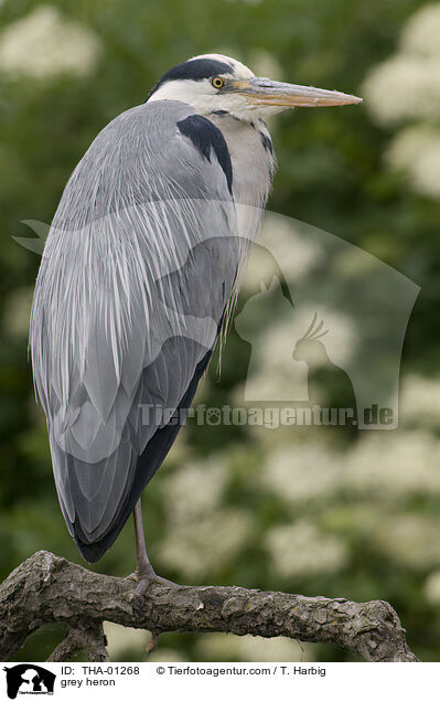 Graureiher / grey heron / THA-01268