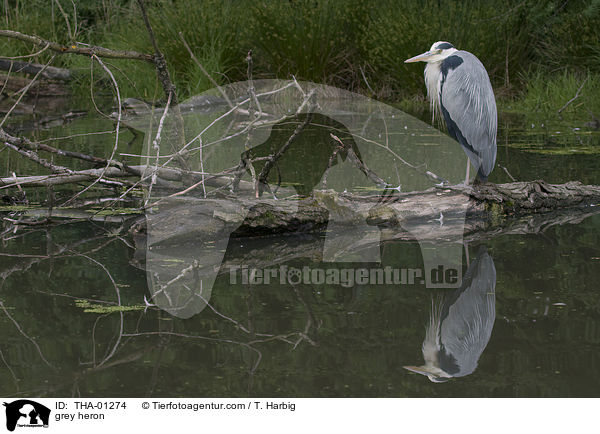 Graureiher / grey heron / THA-01274