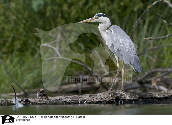 Graureiher / grey heron / THA-01276