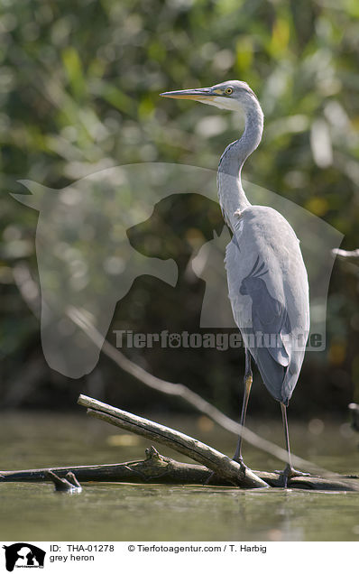 grey heron / THA-01278