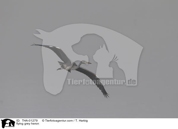 flying grey heron / THA-01279
