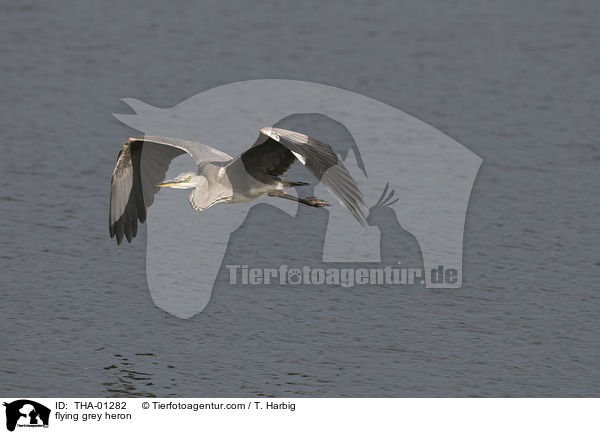 flying grey heron / THA-01282