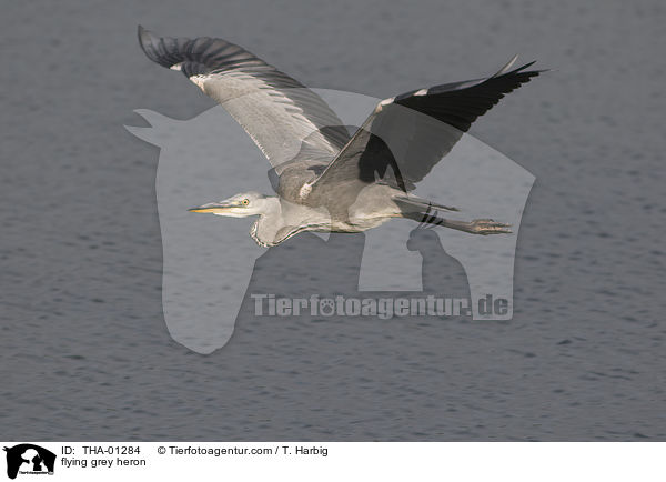flying grey heron / THA-01284