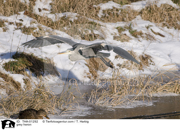 Graureiher / grey heron / THA-01292