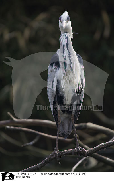 Graureiher / grey heron / AVD-02176