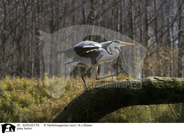 Graureiher / grey heron / AVD-02179