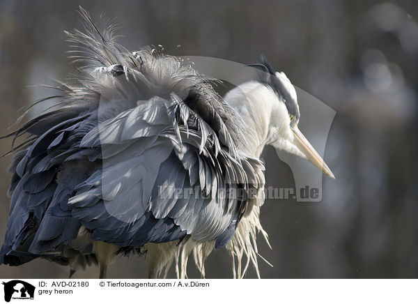 grey heron / AVD-02180