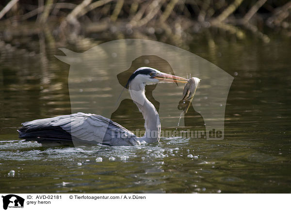 grey heron / AVD-02181