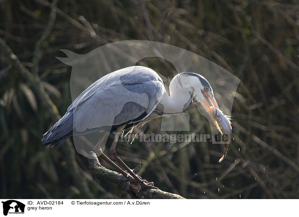 Graureiher / grey heron / AVD-02184