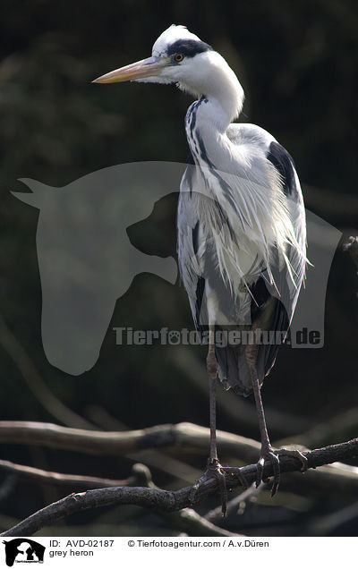 Graureiher / grey heron / AVD-02187