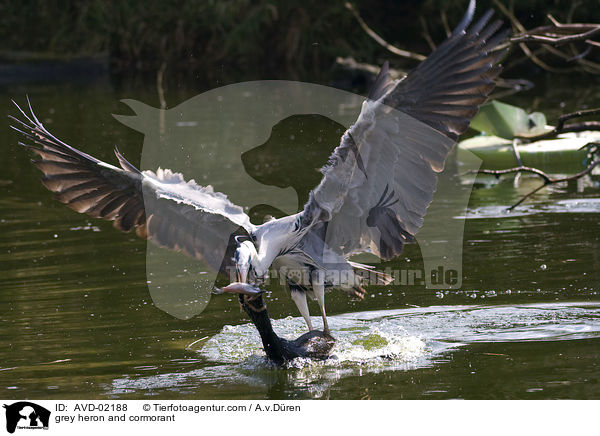 Graureiher und Kormoran / grey heron and cormorant / AVD-02188