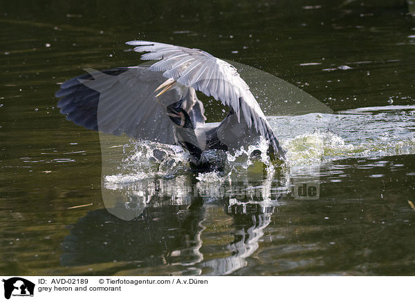 grey heron and cormorant / AVD-02189