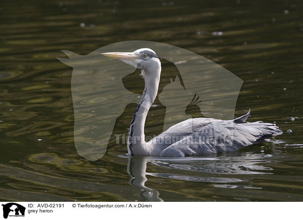 Graureiher / grey heron / AVD-02191