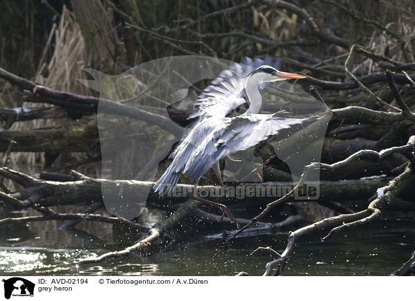 Graureiher / grey heron / AVD-02194
