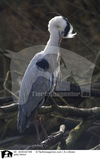 Graureiher / grey heron / AVD-02199