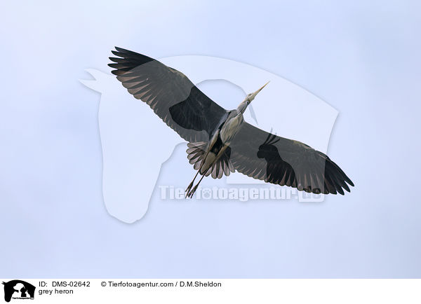 Graureiher / grey heron / DMS-02642