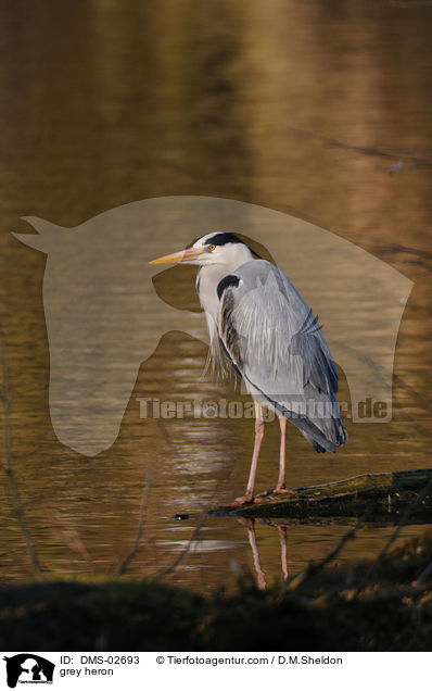 Graureiher / grey heron / DMS-02693