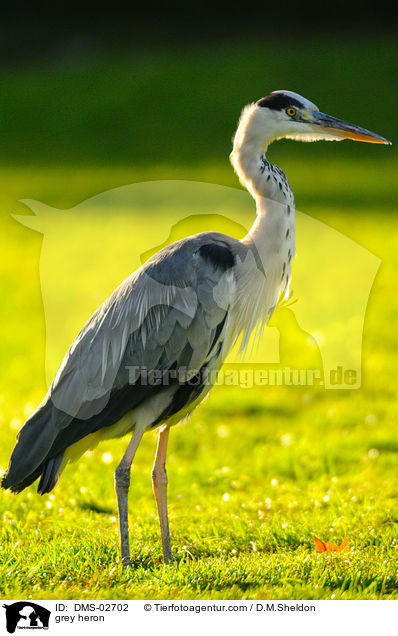 grey heron / DMS-02702