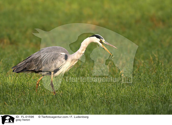 gray heron / FL-01596