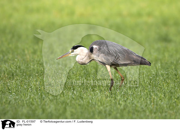 gray heron / FL-01597