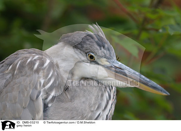 grey heron / DMS-03210