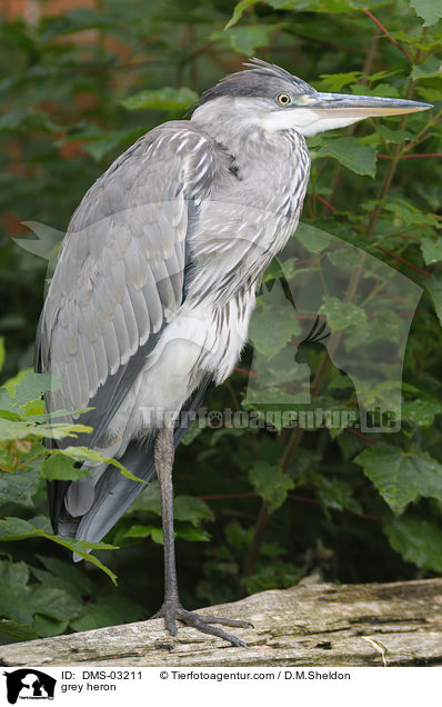 grey heron / DMS-03211