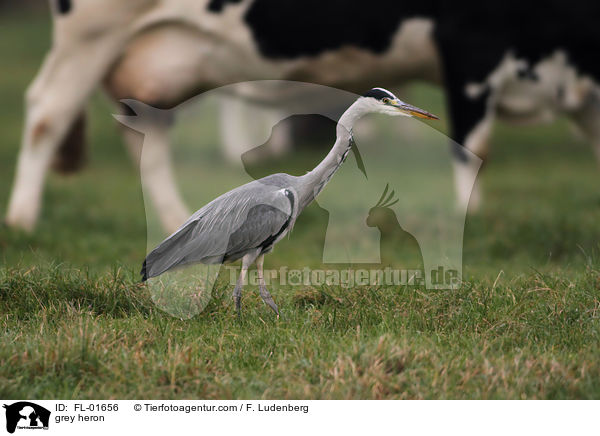 grey heron / FL-01656