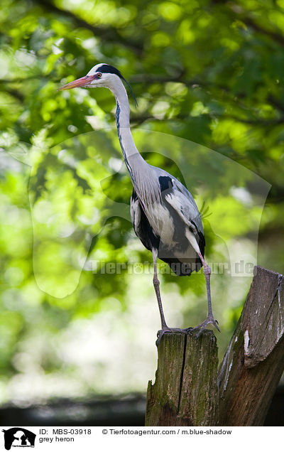 grey heron / MBS-03918