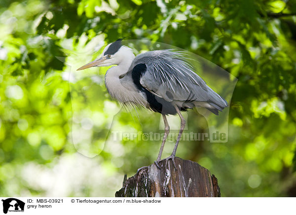 grey heron / MBS-03921