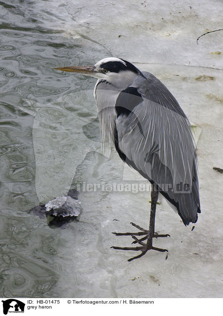 Graureiher / grey heron / HB-01475