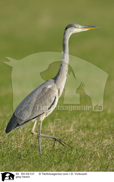 gray heron / DV-02131