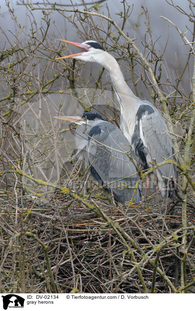 gray herons / DV-02134