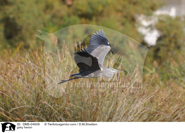 grey heron / DMS-04608