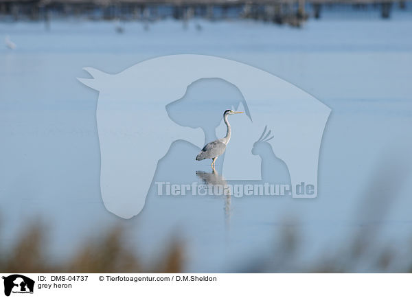 grey heron / DMS-04737