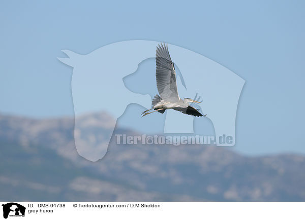 Graureiher / grey heron / DMS-04738