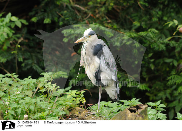 Graureiher / grey heron / DMS-04791