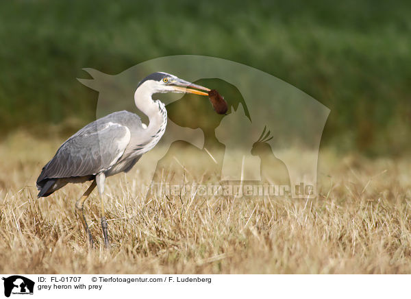 Graureiher mit Beute / grey heron with prey / FL-01707