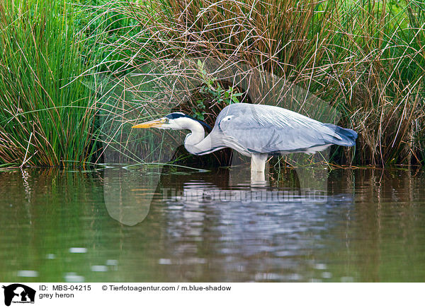Graureiher / grey heron / MBS-04215
