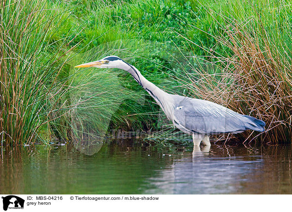 Graureiher / grey heron / MBS-04216