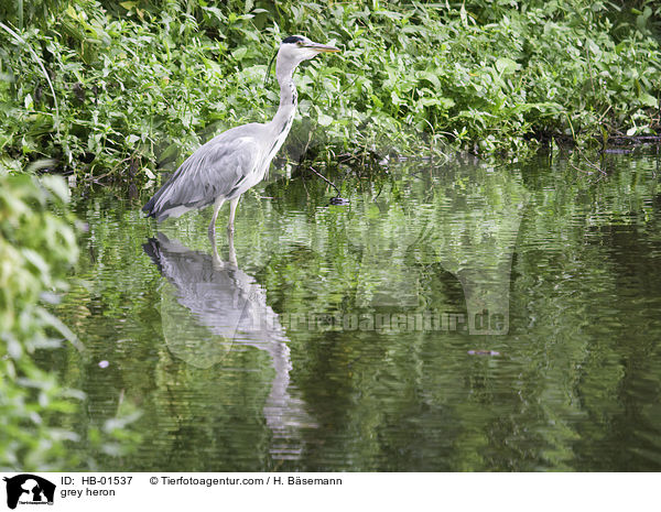 Graureiher / grey heron / HB-01537