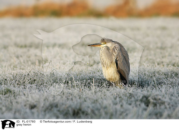 Graureiher / gray heron / FL-01760