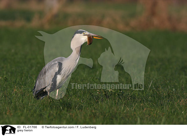 Graureiher / grey heron / FL-01766