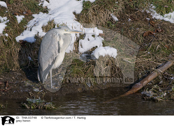 Graureiher / grey heron / THA-03748