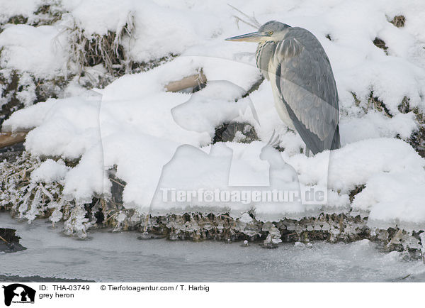 Graureiher / grey heron / THA-03749