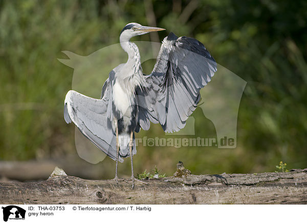grey heron / THA-03753