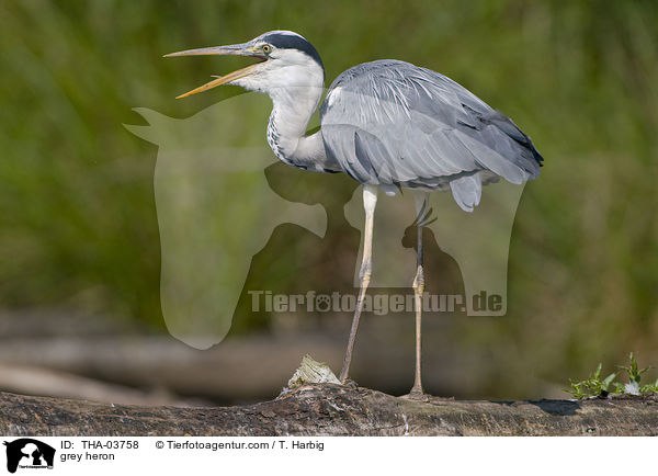 Graureiher / grey heron / THA-03758
