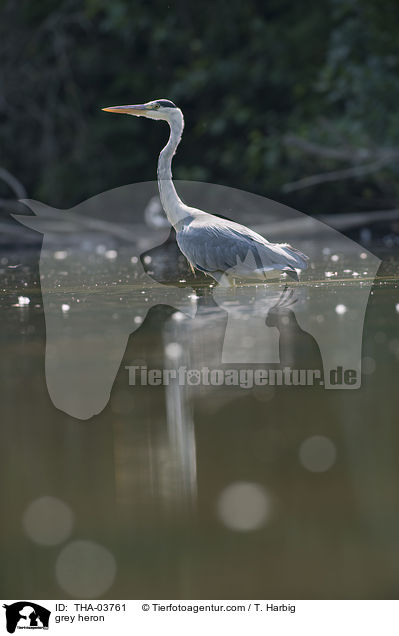 Graureiher / grey heron / THA-03761